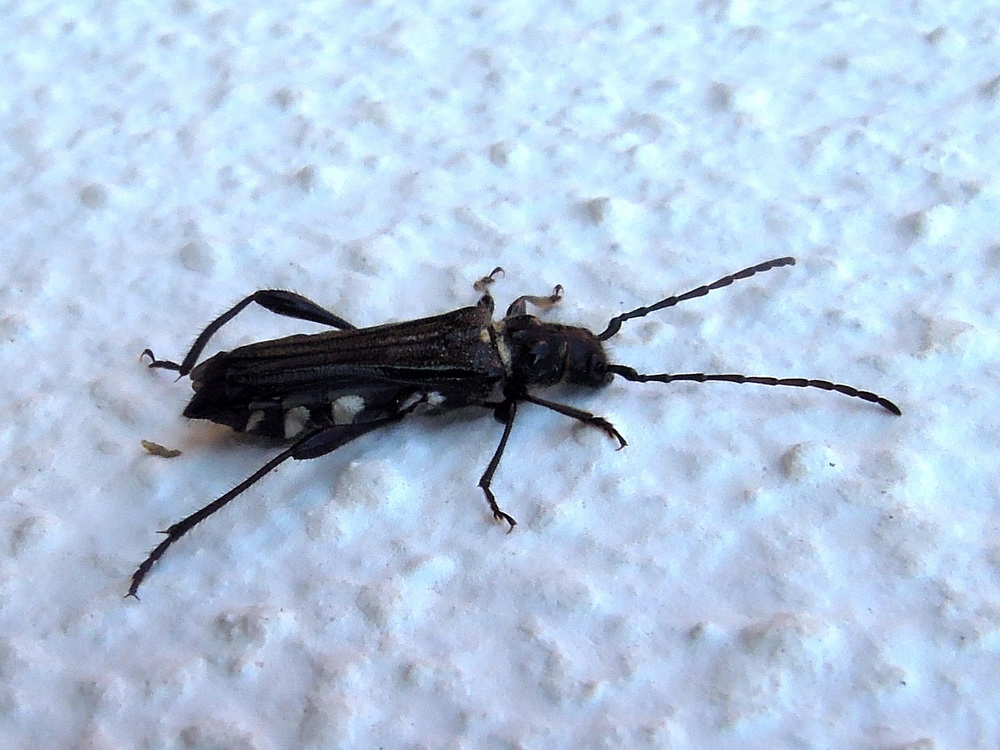 Cerambycidae, Stenopterus ater